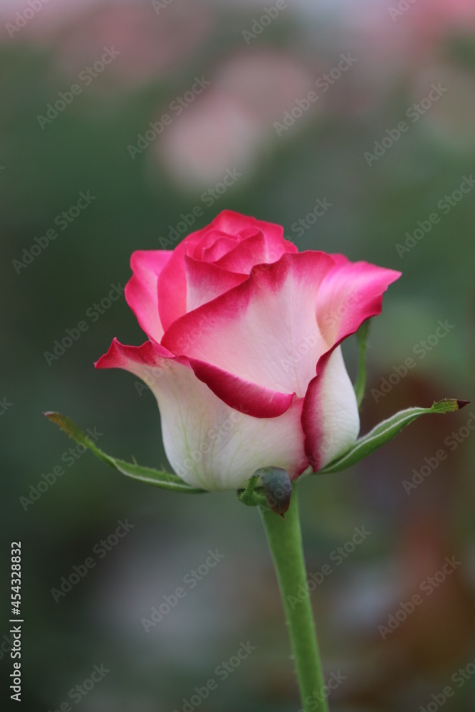 red rose bud