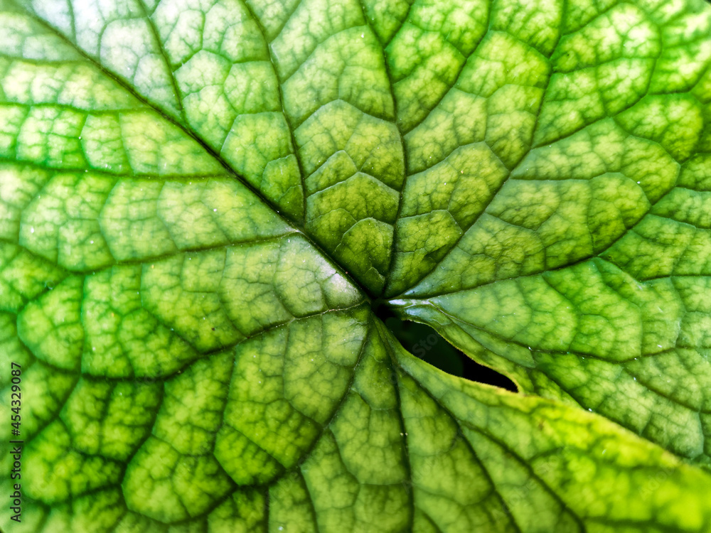 Obraz premium green leaf texture