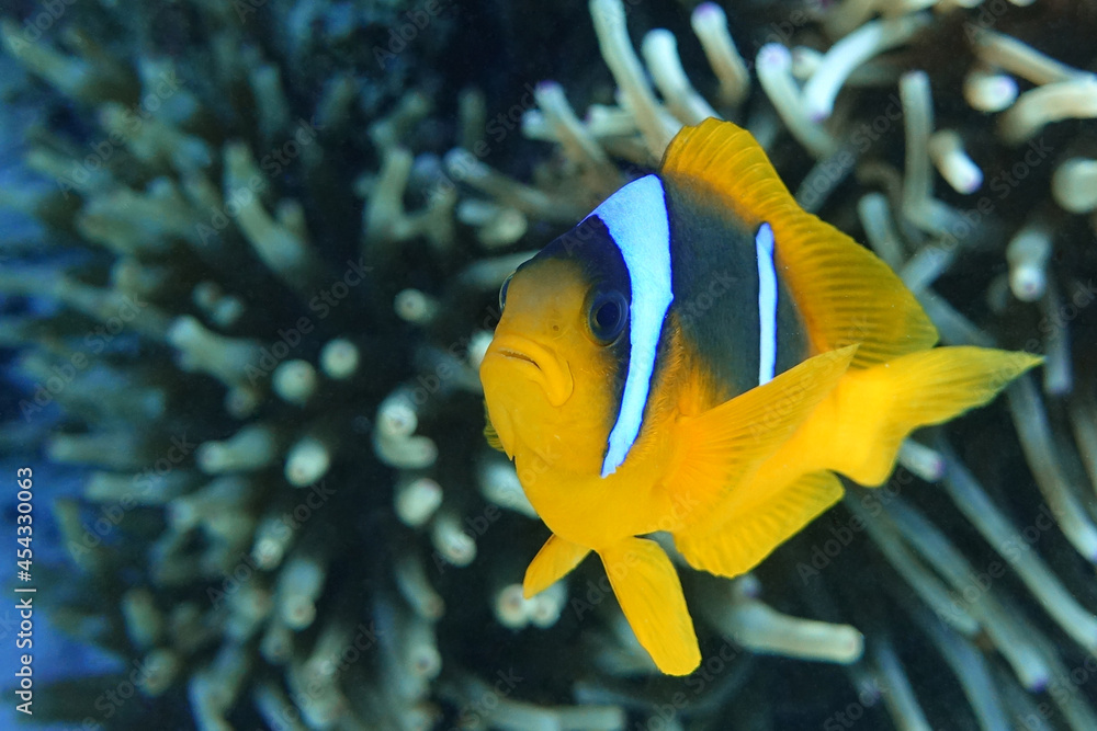 Red Sea anemonefish - Red Sea clownfish (Amphiprion bicinctus) Red Sea anemonefish - Red Sea clownfish (Amphiprion bicinctus)