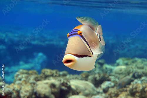 Picasso triggerfish (Rhinecanthus aculeatus) , coral fish on the coral reef. photo