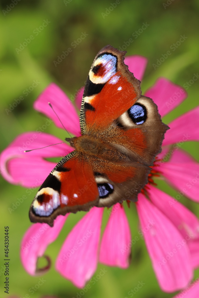 Naklejka premium Echinacea purpurea and Aglais io, butterfly sitting on a flower