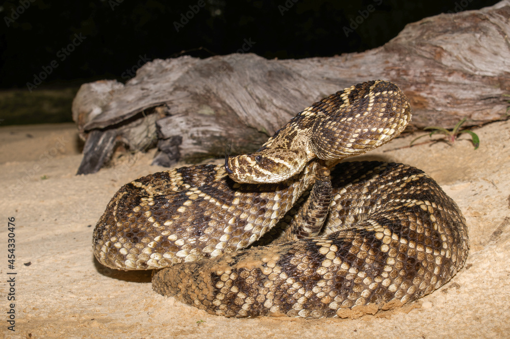 Obraz premium snake in the sand