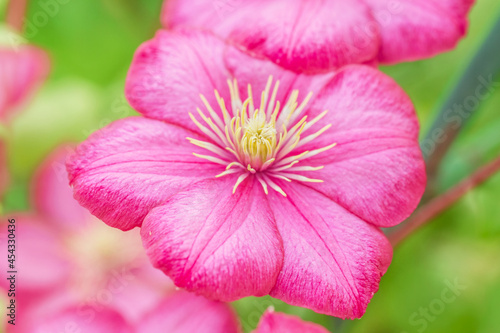 Bright pink clematis flower large © dashabelozerova