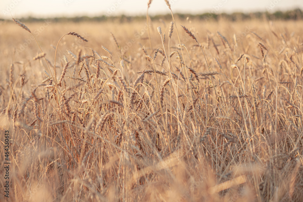 Obraz premium Ears of wheat or rye growing in the field at sunset. field of rye during the harvest period in an agricultural field. Background of ripening ears of wheat field. Rich harvest Concept. Label art design