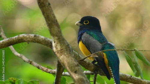 Gartered trogon - Trogon caligatus also northern violaceous trogon, yellow and dark blue, green passerine bird sitting on the tree  in forests Mexico, Central America, to Colombia, Ecuador Venezuela.