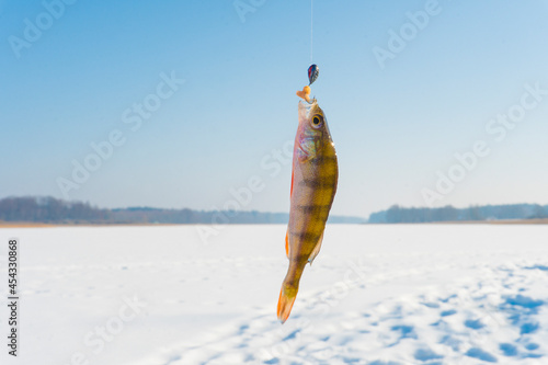 A caught perch on a winter fishing hangs on a hook on a winter background of a frozen forest lake