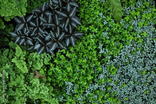 Mixed plant garden background