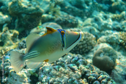 Picasso triggerfish (Rhinecanthus aculeatus) , coral fish on the coral reef.