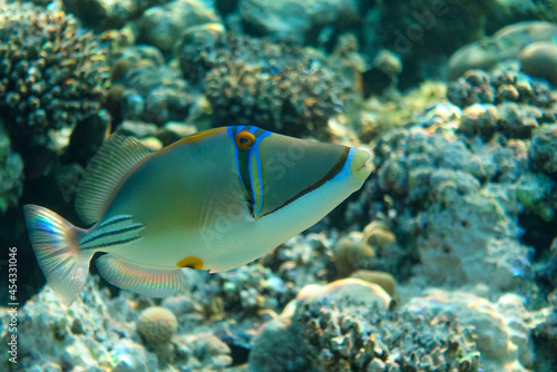 Picasso triggerfish (Rhinecanthus aculeatus) , coral fish on the coral reef.