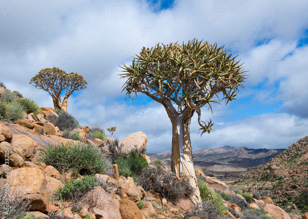 A beautiful Quiver Tree (Aloidendron dichotomum) growing on the mountainside with a cloudy sky A beautiful Quiver Tree (Aloidendron dichotomum) growing on the mountainside with a cloudy sky
