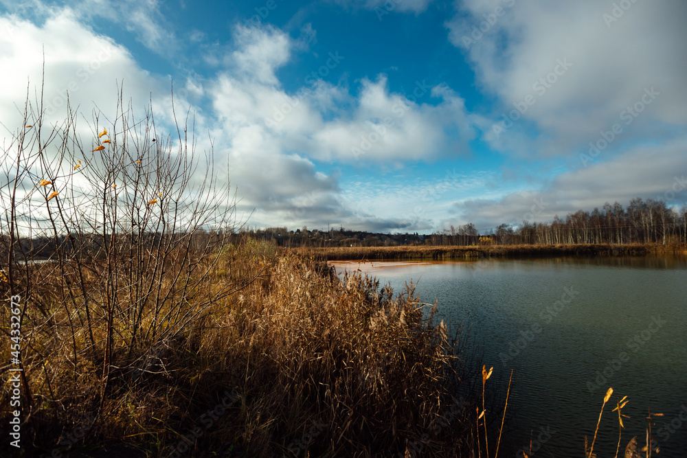 Obraz premium a grassy lake shore. the wildlife of the reserve without the presence of a person. tall grass and trees without leaves. autumn landscape with a pond and a forest