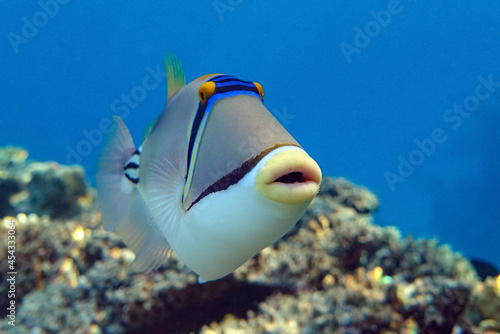 Picasso triggerfish  Rhinecanthus aculeatus    coral fish on the coral reef.