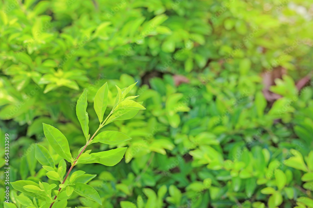 Green leaf isolated on blurred greenery background. Close Up fresh nature wallpaper in the garden Green leaf isolated on blurred greenery background. Close Up fresh nature wallpaper in the garden