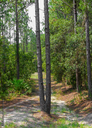 Fork in the road.  Bifurcated long leaf pine tree - Pinus palustris - with two trunks growing from one tree photo