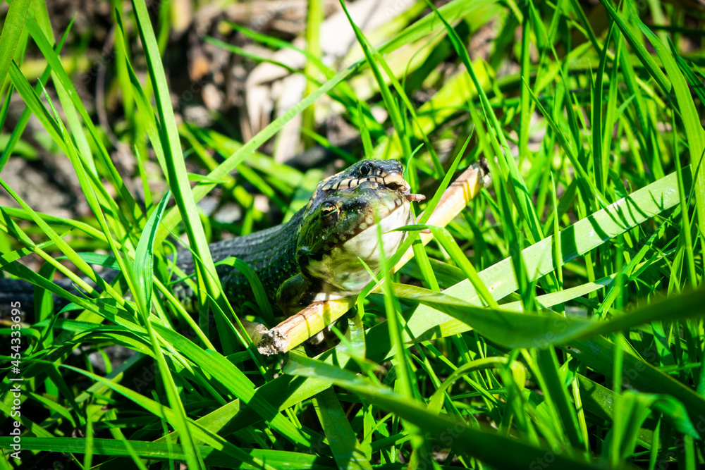 Grass snake, sometimes called the ringed snake or water snake, swallows, eating the caught frog in middle of green grass. Grass snake, sometimes called the ringed snake or water snake, swallows, eating the caught frog in middle of green grass.