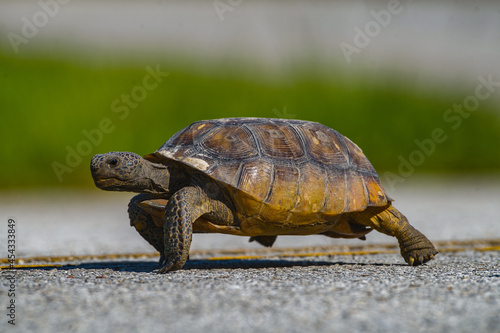 Wild adult Florida gopher tortoise - Gopherus polyphemus - crossing yellow line of highway photo