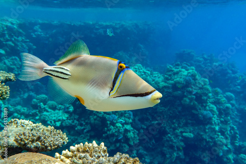 Picasso triggerfish (Rhinecanthus aculeatus) , coral fish on the coral reef.