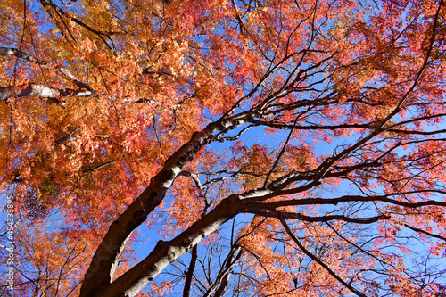 河口湖の紅葉