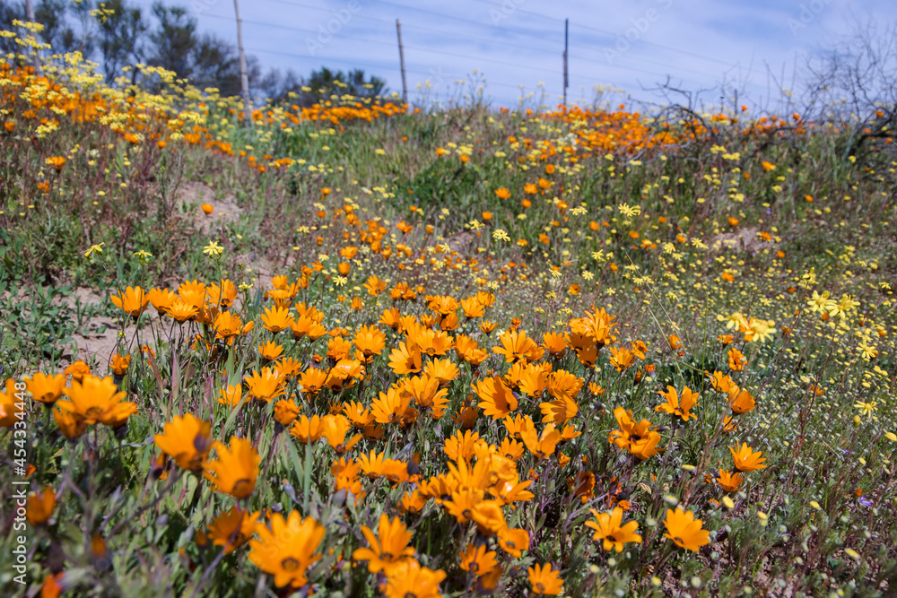 Fototapeta premium Orange daisies and other wildflowers growing on the side of the road in the Namaqualand region