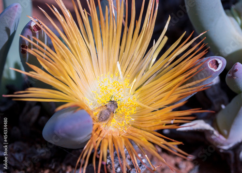 Pretty bright yellow to orange flowers of the Starfigs (Genus Cephalophyllum) succulent plant growing in the Namaqua desert in spring with a pollinator inside photo