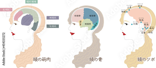 頭の筋肉・頭の骨・頭のツボのイラスト