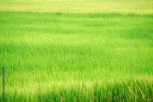field of green rice plantation