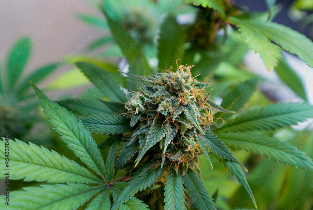 Marijuana bud late in flowering, after pistols have begun to change color. Close up view of flowering cannabis. Marijuana bud late in flowering, after pistols have begun to change color. Close up view of flowering cannabis.
