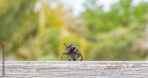 American burying beetle - Nicrophorus americanus a Federally-designated Endangered the largest species of the genus Nicrophorus