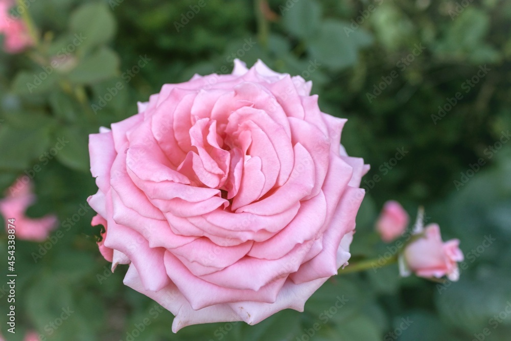 Pink blooming rose head and a rosebud against blurry background Pink blooming rose head and a rosebud against blurry background