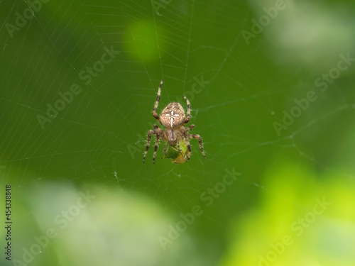 The crusader spider eats a treehopper caught in its spider web. Super macro video of a spider insect. Natural habitat conditions. Blurred green background.
