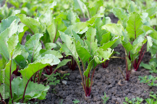 Beets in the garden. Growing of vegetables, a useful and healthy food without GMOs.