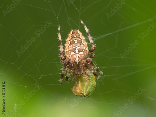 The crusader spider eats a treehopper caught in its spider web. Super macro video of a spider insect. Natural habitat conditions. Blurred green background.