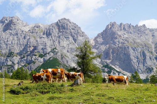 cows grazing on the green meadows in the Austrian Alps of the Dachstein region (Austria)
