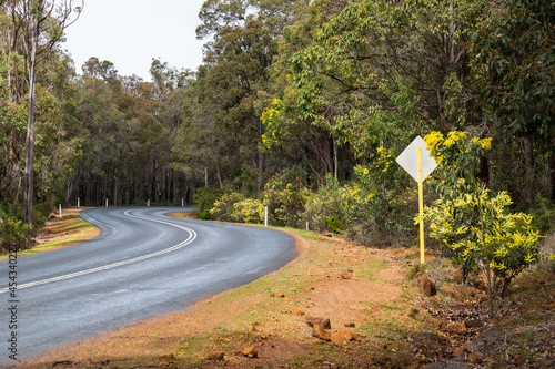 Winter flowering yellow wattle lining road in to Greenbushes Western Australia