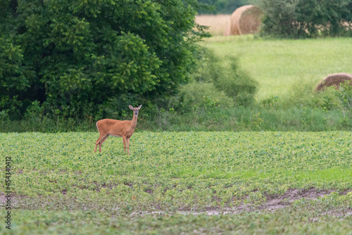 Young white tail deer stands in a soy bean field and looks towards cameral. Rural landscape with wildlife and farm land with room for text.