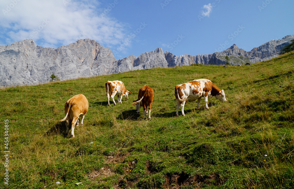 cows grazing on a sunny summer day on the green alpine meadows by the foot of Dachstein mountain in Steiermark or Styria in the Austrian Alps (Austria, Schladming)	