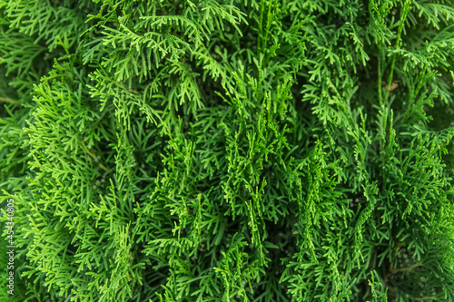 Green branches of the thuja tree natural background