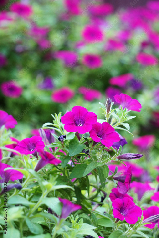 ペチュニアの花 ペチュニアの花