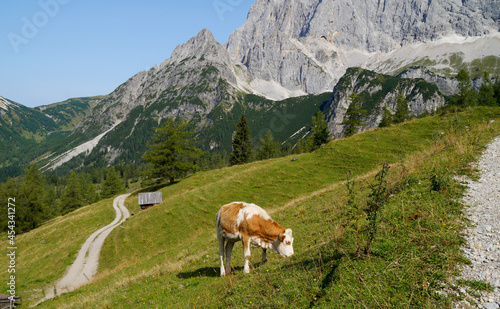 a cow grazing in the Austrian Alps of the Dachstein region  Austria 