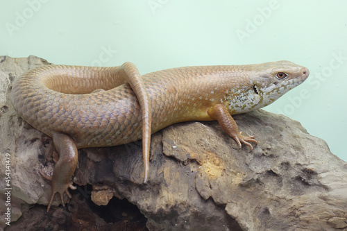 A major skink is sunbathing on dry wood. This lizard, scientifically named Bellatorias frerei, has its natural habitat in Papua New Guinea and Australia.  photo