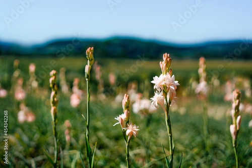 Field of tuberose flowers in summer photo