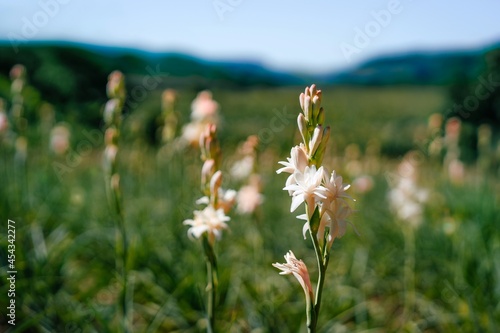 field of tuberose flowers photo