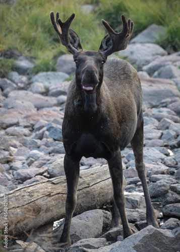Moose in the Colorado Rocky Mountains © Gary