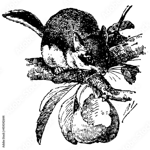 Vintage engraving of garden dormouse