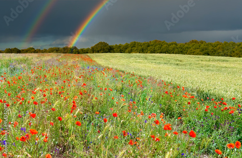Field of blossoming poppies and ripening wheat, seen approaching thunderstorm...