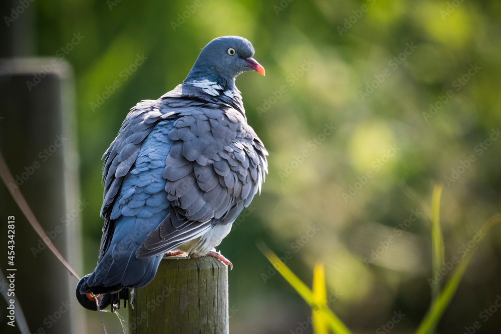 Pigeon perched in sunshine on post in Minsmere Pigeon perched in sunshine on post in Minsmere