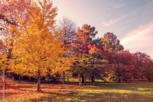 Fall foliage in France. Autumnal colors landscape