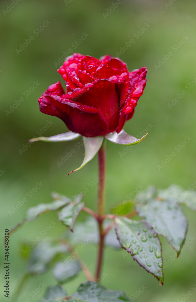 Red rose in outdoor rose flower garden.The symbol of love and romantic. Red garden rose against soft green background with shallow depth of field. red rose with water drops Red rose in outdoor rose flower garden.The symbol of love and romantic. Red garden rose against soft green background with shallow depth of field. red rose with water drops