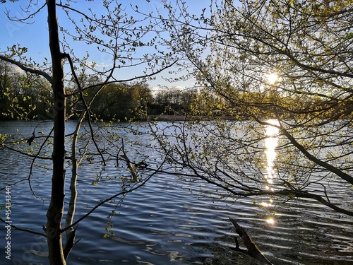Afternoon view on lake from between the trees