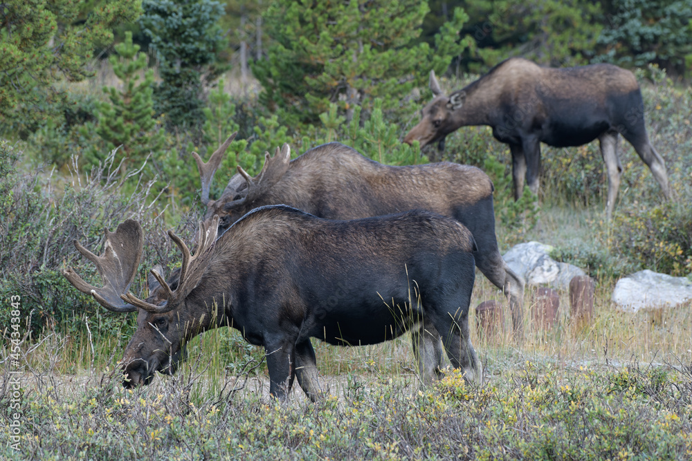 Moose in the Colorado Rocky Mountains